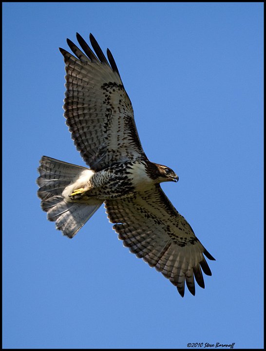 _0SB6870 red-tailed hawk.jpg